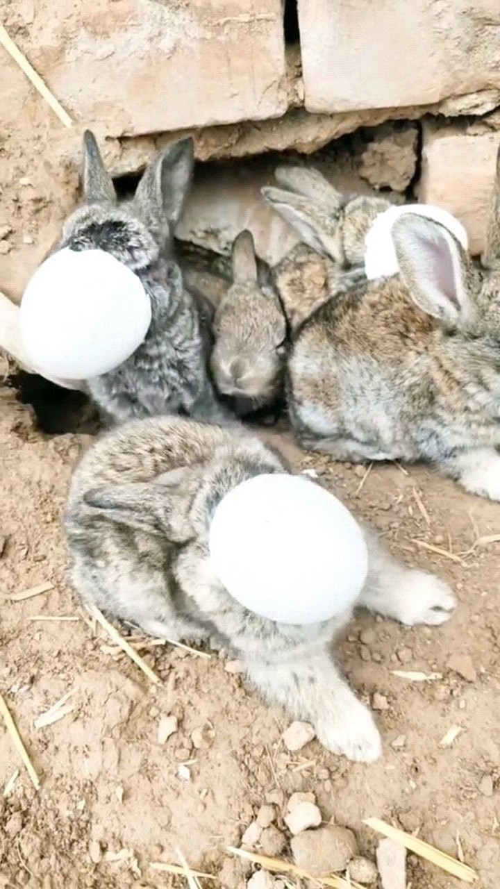 众所周知兔兔是卵生动物