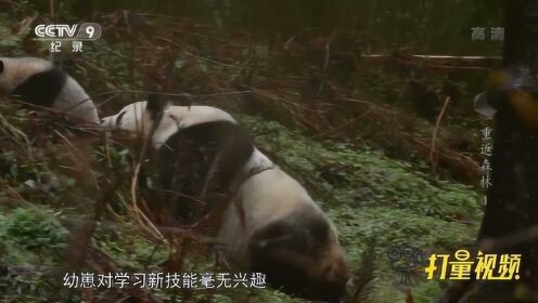 熊猫上树（片段）|重返森林