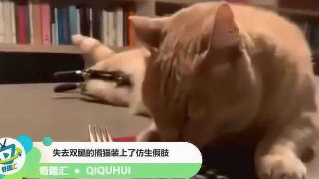 失去双腿的橘猫装上了仿生假肢,居然还有点酷