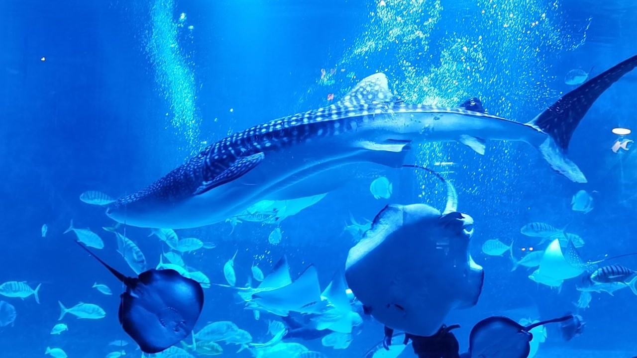 烟台鲸鲨馆里面的大家伙,隔着玻璃都能感觉到威武