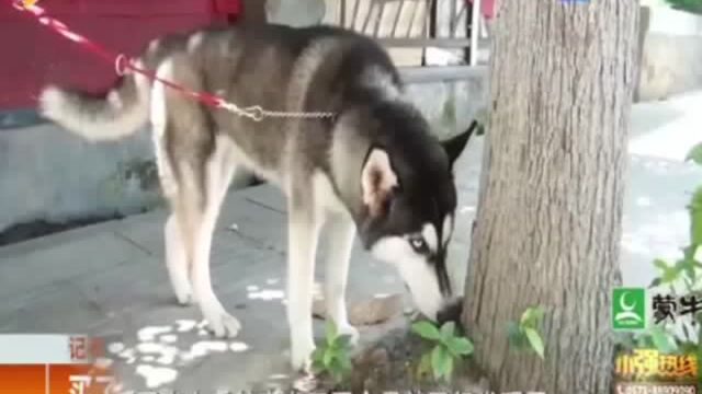 买了哈士奇取名“铁蛋” 身患隐疾谁负责?男子怀疑宠物店刻意隐瞒