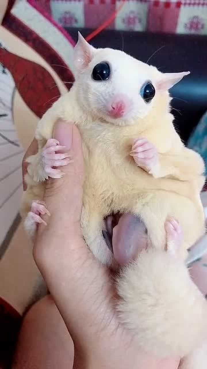 蜜袋鼯没睡醒一脸楞醒了立刻给小宝宝清洁