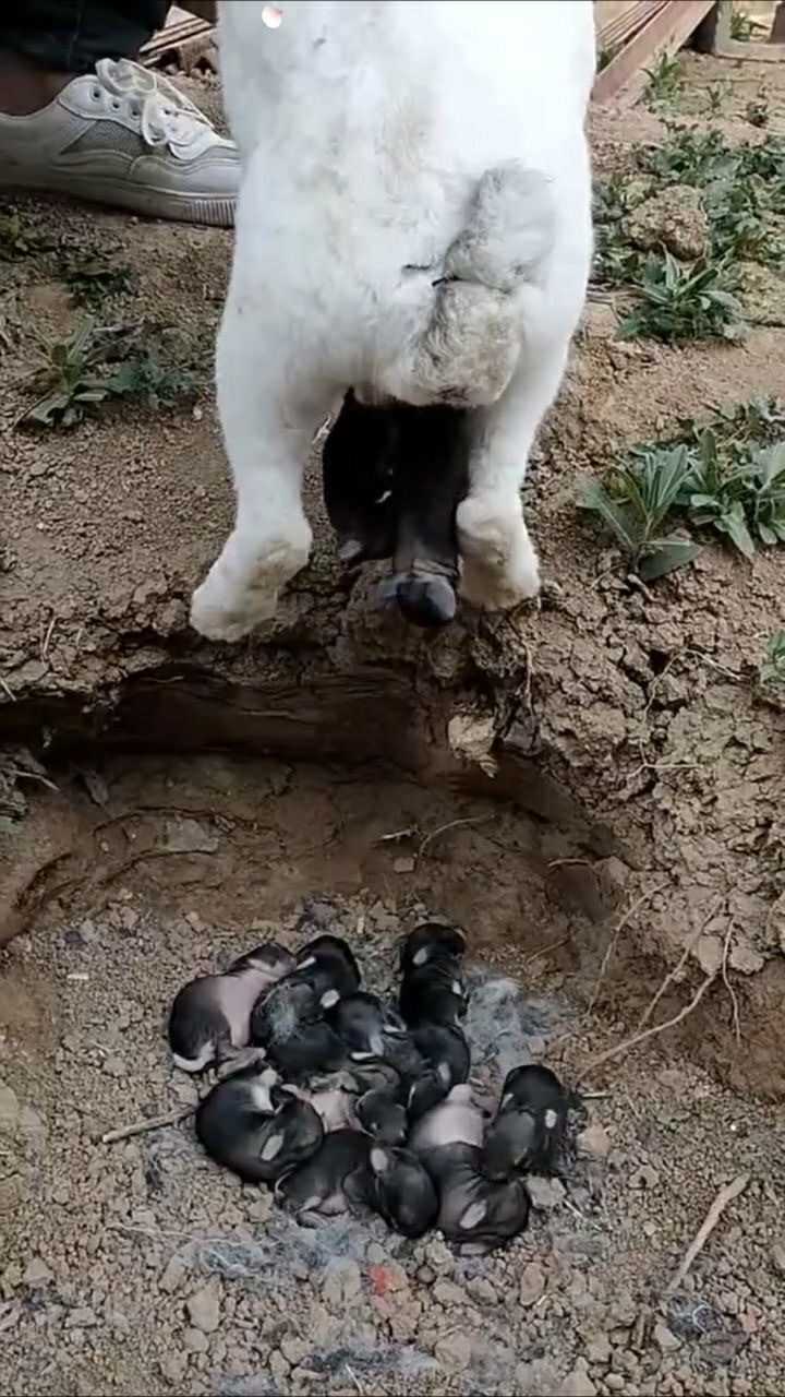 小兔子生宝宝,看着这些可爱的兔子宝宝,主人这是要发了!