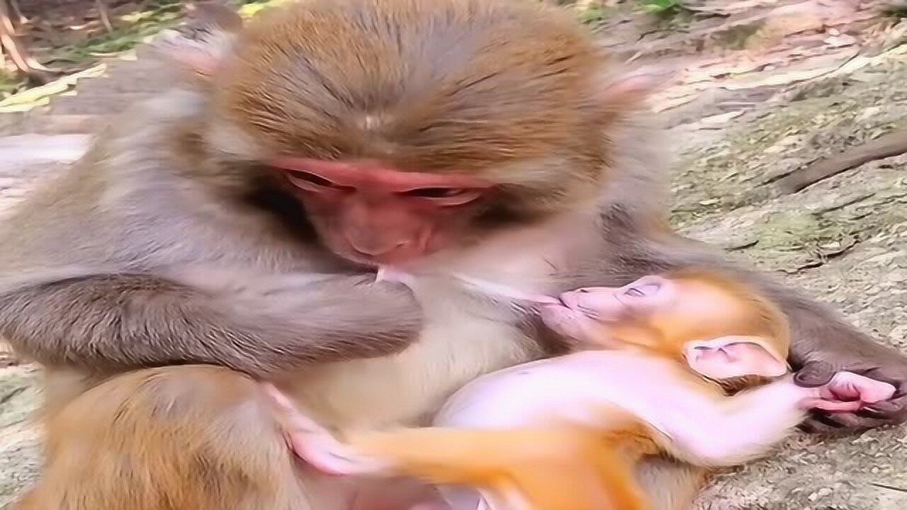 动物园里的母猴子,用这样的方式给小猴喂奶,网友:真是高手!