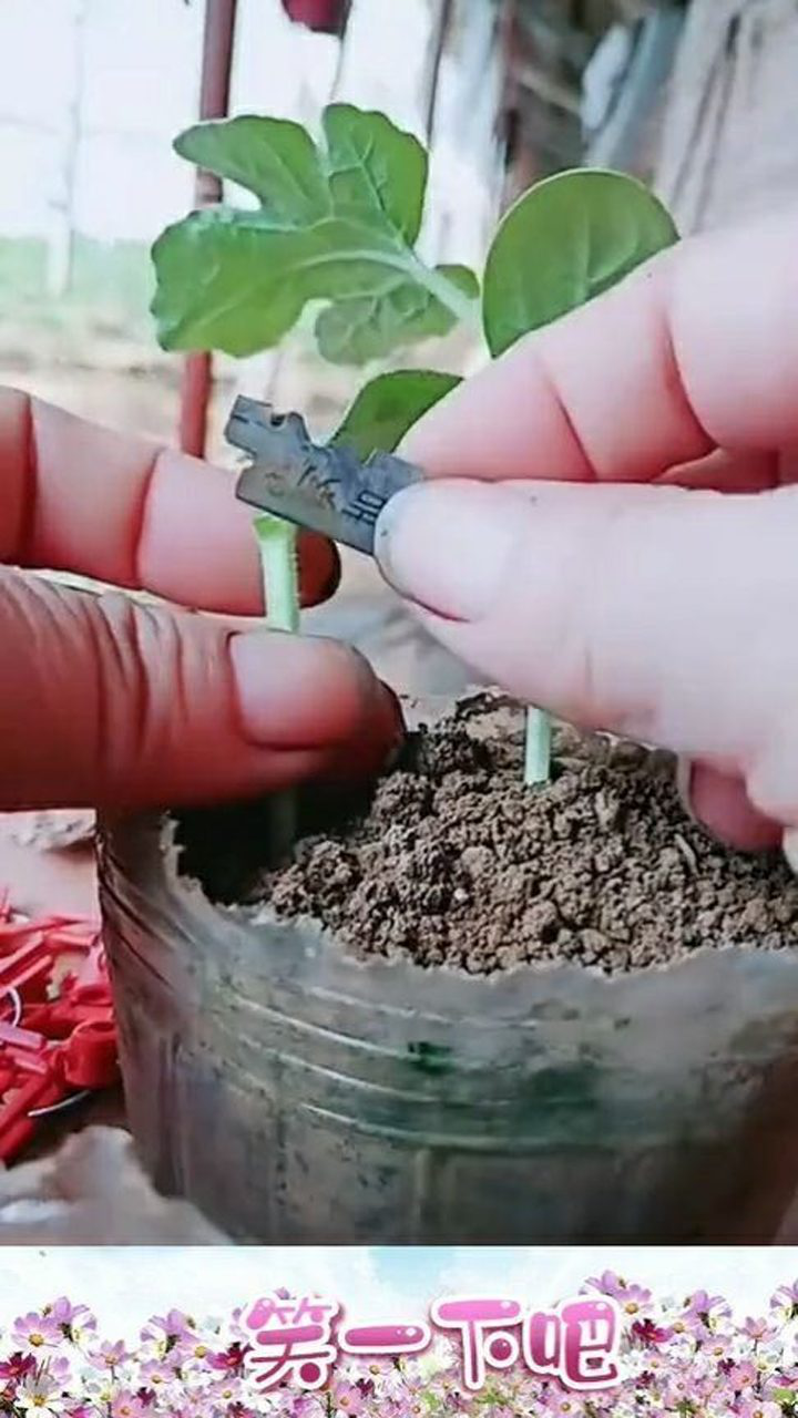 西瓜和冬瓜嫁接,长出来的西瓜不低于80斤一个