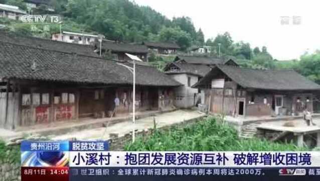 贵州沿河小溪村:抱团发展资源互补 破解增收困境