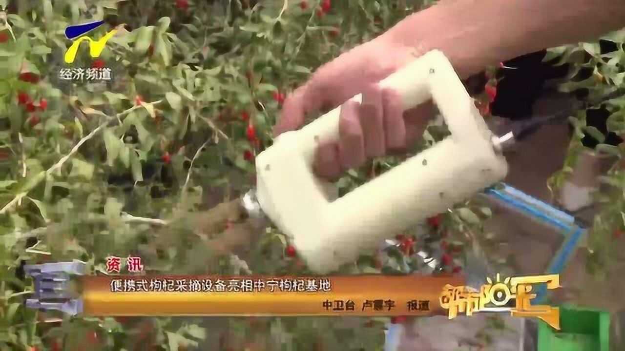 【资讯】便携式枸杞采摘设备亮相中宁枸杞基地_高清1080P在线观看平台_腾讯视频