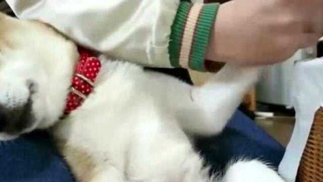 柴犬被主人强迫剪指甲,柴犬那副哭起来的样子,太搞笑了!