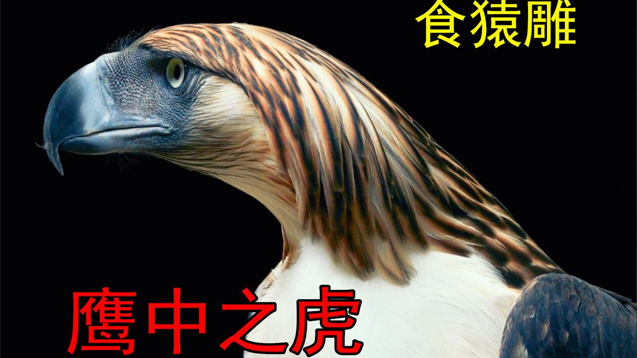食猿雕体型最大的猛禽发型自带霸气号称鹰中之虎