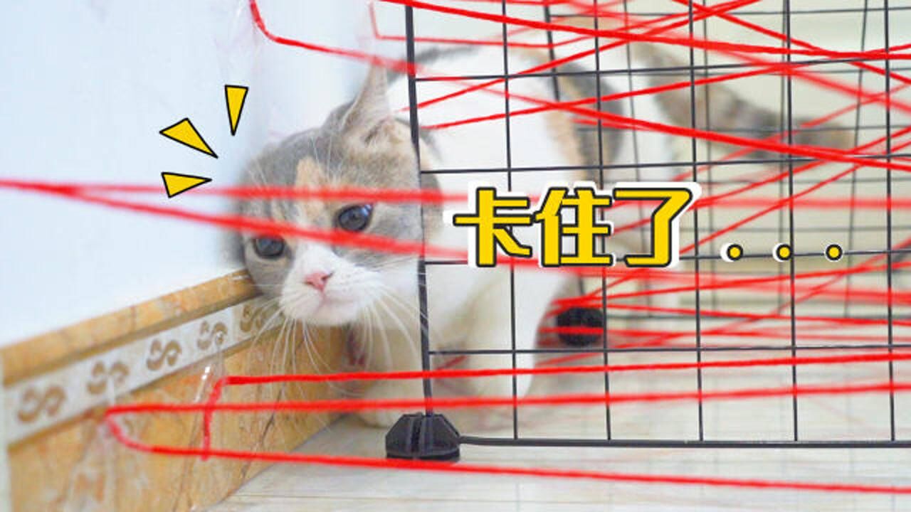 萌猫宝哥哥_高清1080P在线观看平台_腾讯视频