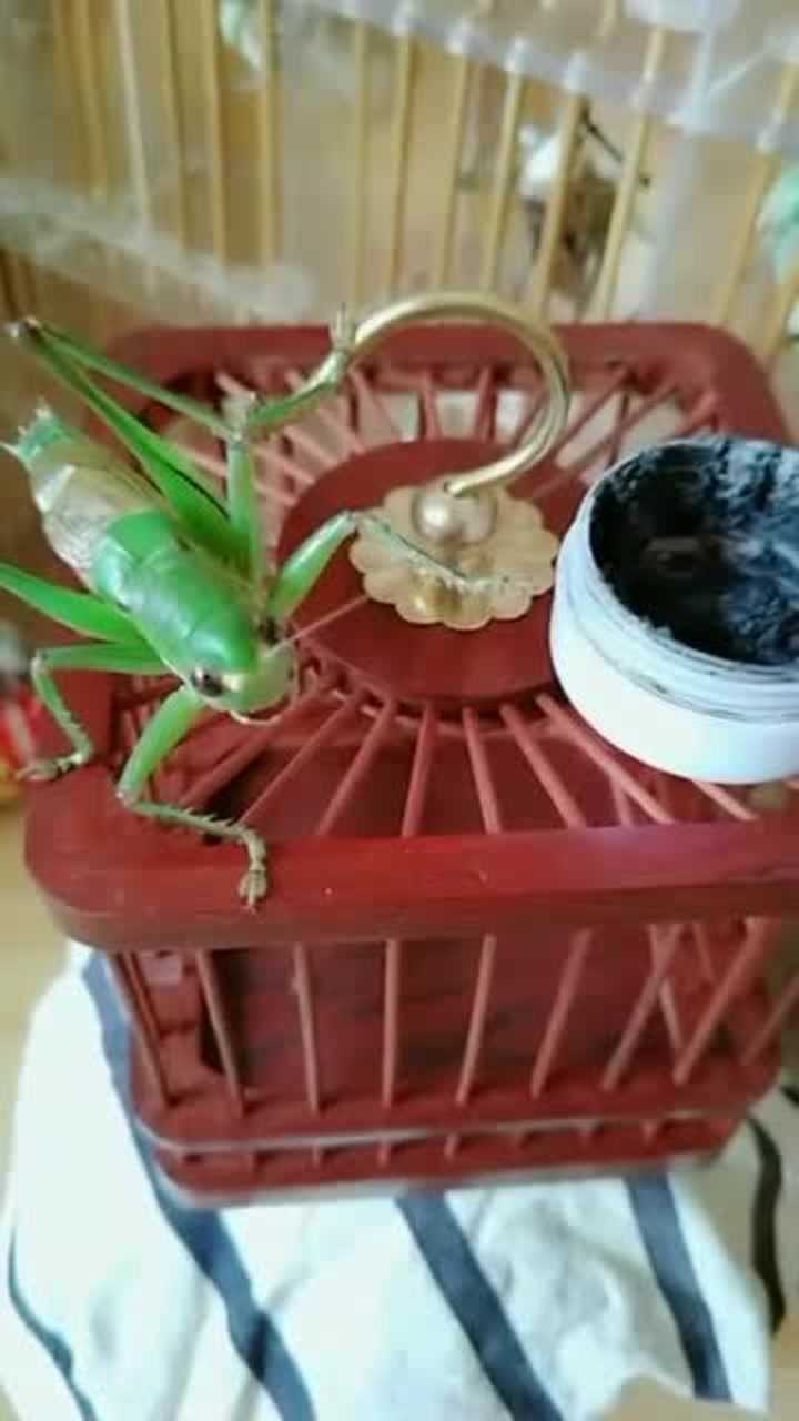大神手把手教你给蝈蝈点药,看着很简单,你学会了吗