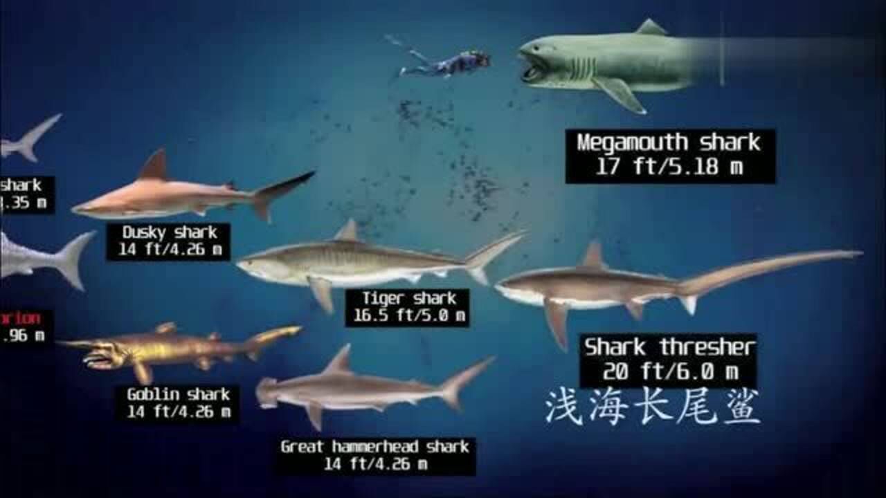 数据可视化,灭绝鲨鱼和现存鲨鱼体型大小比较,涨知识了!