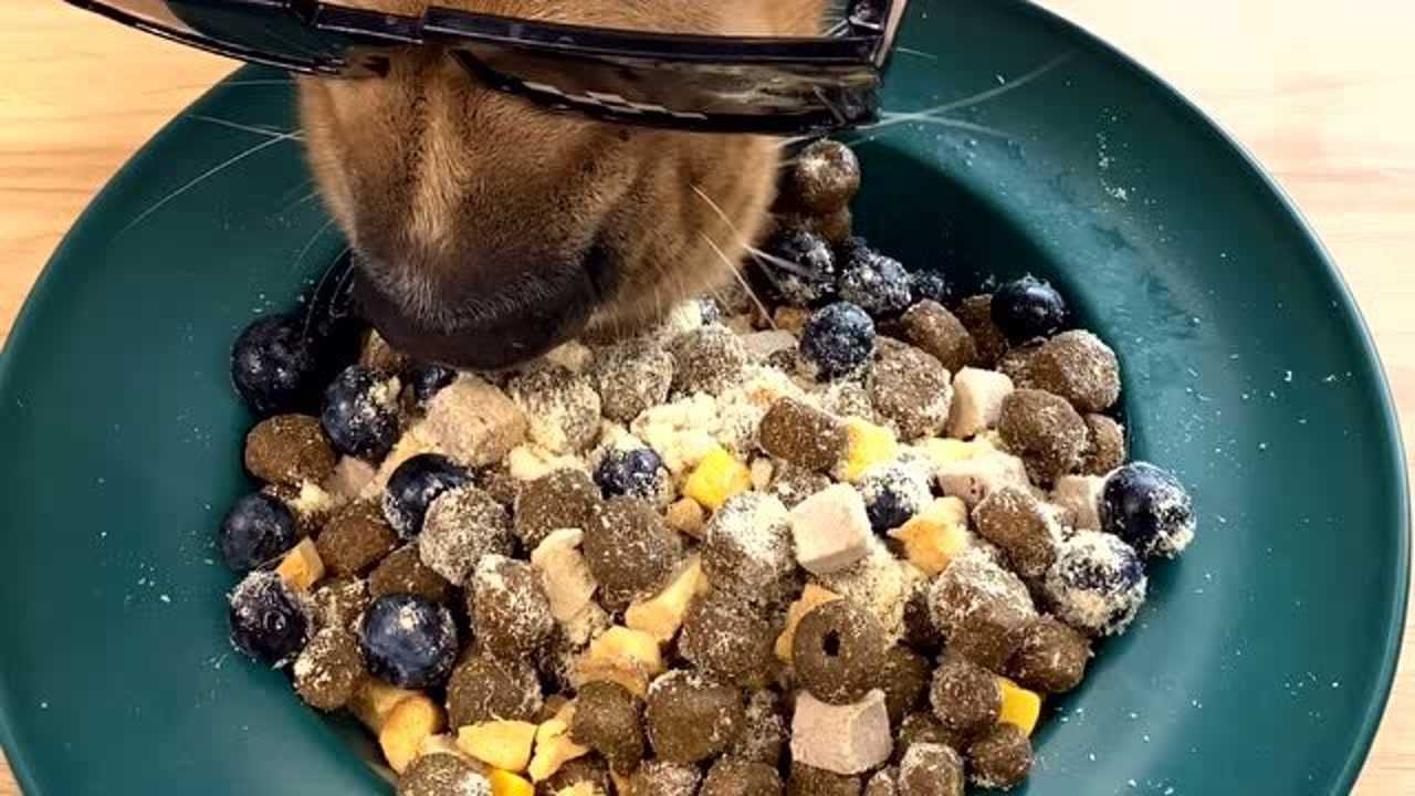 人活的不如狗澳洲战斧牛排加波士顿龙虾狗子吃的太香了