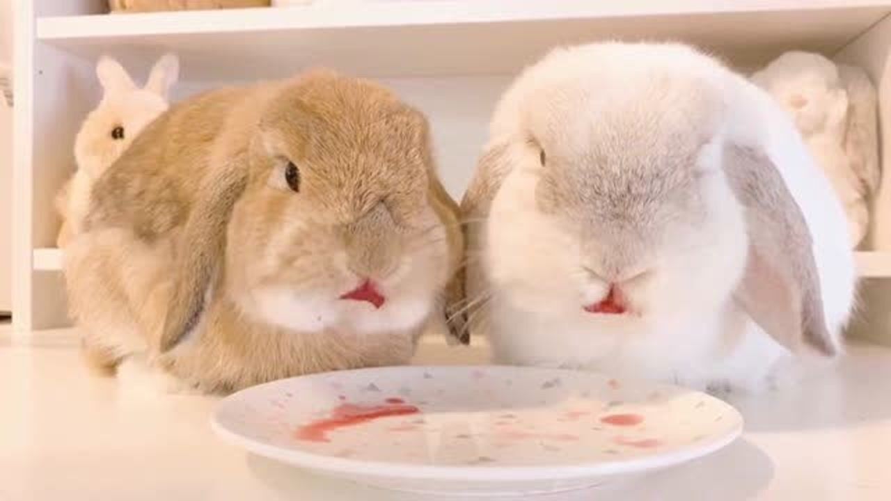 小兔子吃车厘子,这小嘴红的好像在吃小孩