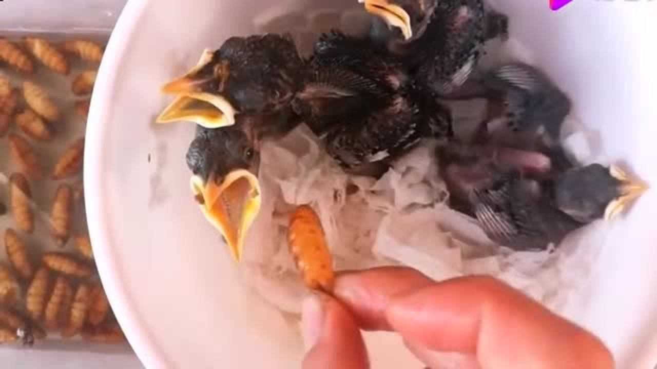 甩食小林八哥幼鸟吃蚕蛹已经恢复如初
