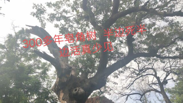 探访河南山区古村落,一颗300多年皂角树半边死半边活,真的罕见