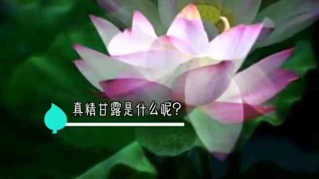 真精甘露是什么呢?