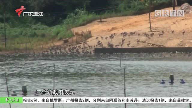 水库养鱼养鹅污染水质 政府责令整改