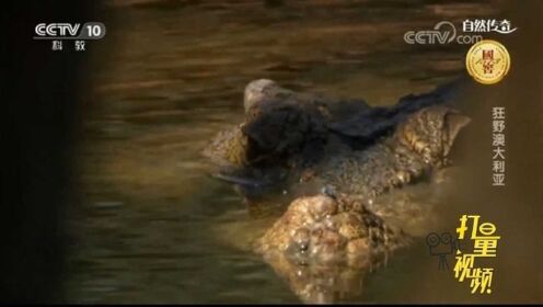 《自然传奇》：实拍重达一吨的咸水鳄一口吞噬野猪