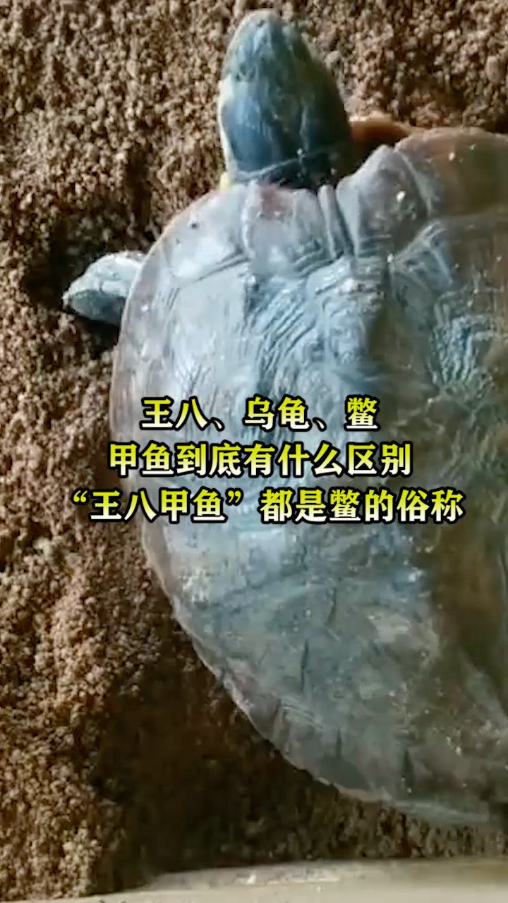 王八,乌龟,鳖,甲鱼到底有什么区别,"王八","甲鱼"都是鳖的俗称!