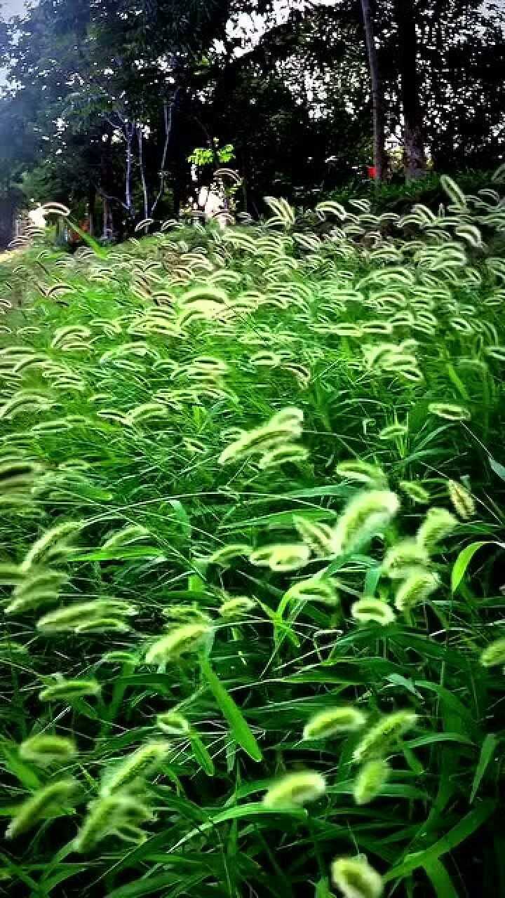 我们的祖先用几千年的时间把狗尾巴草驯化成了粟也就是谷子去壳后叫