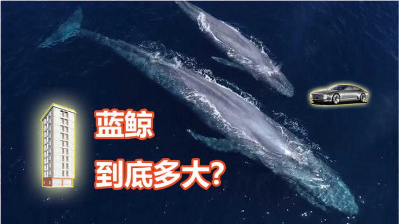 腾讯视频】 世界上最大的动物-蓝鲸，它到底有多大？