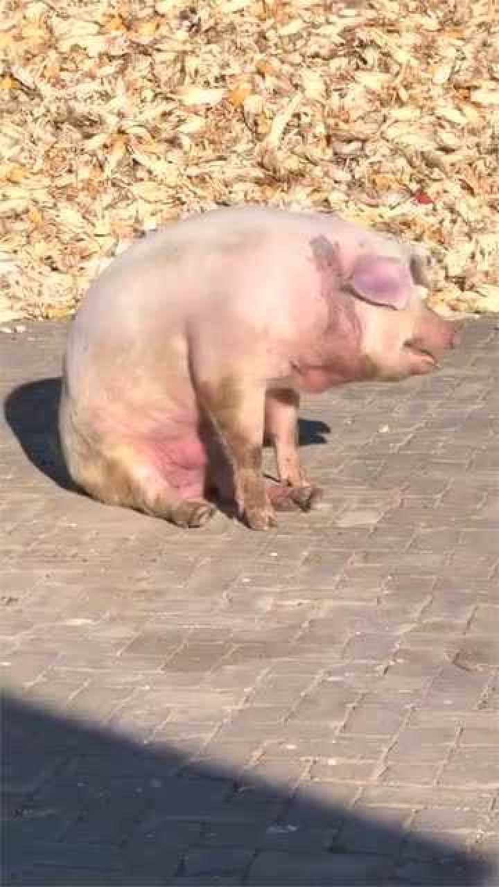 这只猪火了居然坐在地上这是啥情况