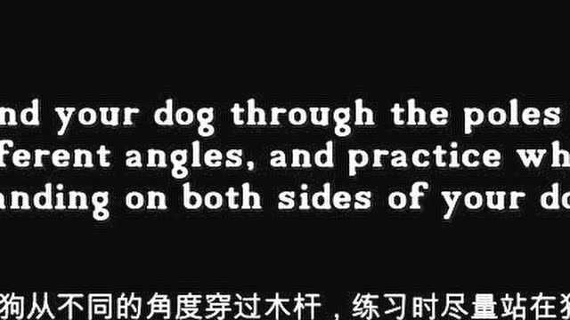 这几个简单步骤,教你怎么训练边境牧羊犬快速绕杆!