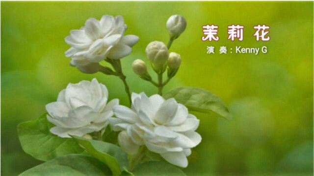 美丽芬芳《茉莉花》