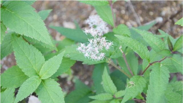 农村这种野草,人称“蛇王草”,蛇见到就跑,是民间治蛇咬伤良药