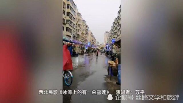 西北经典民歌《冰滩上的一朵雪莲》(苏平演唱)