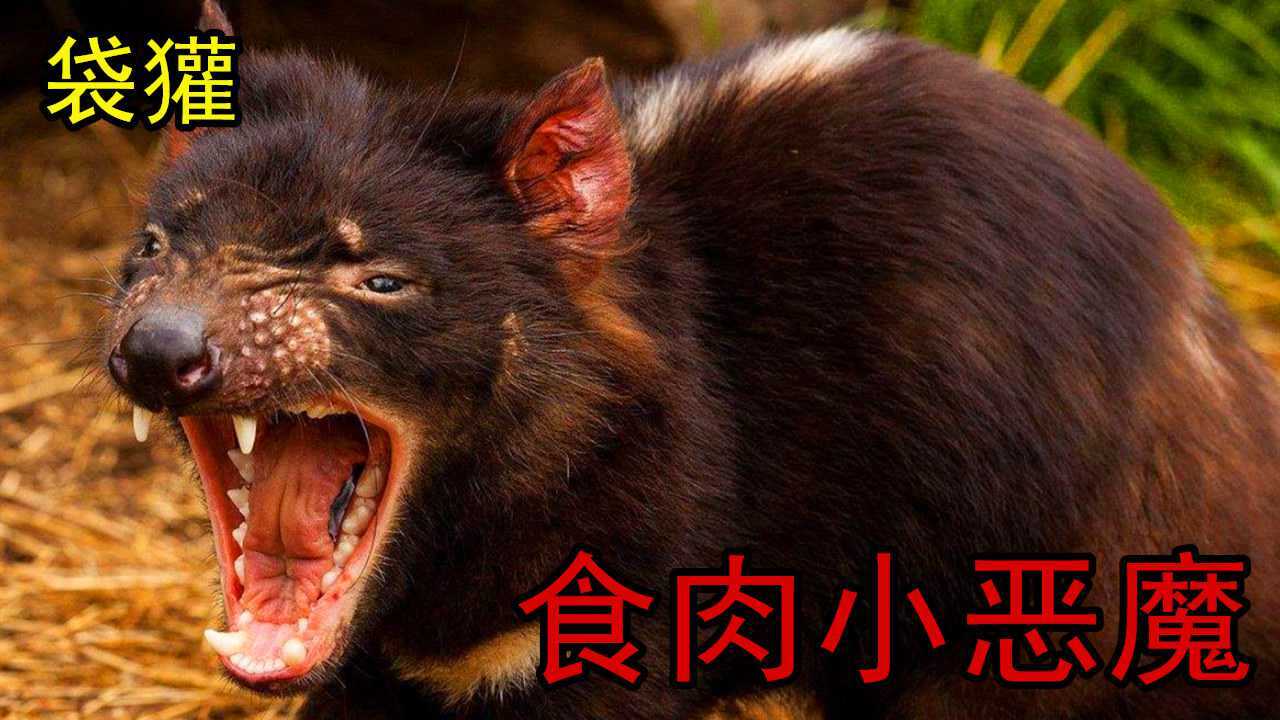 袋獾：世界最大食肉有袋动物，咬合力不亚于老虎，被叫做“恶魔”_高清1080P在线观看平台_腾讯视频