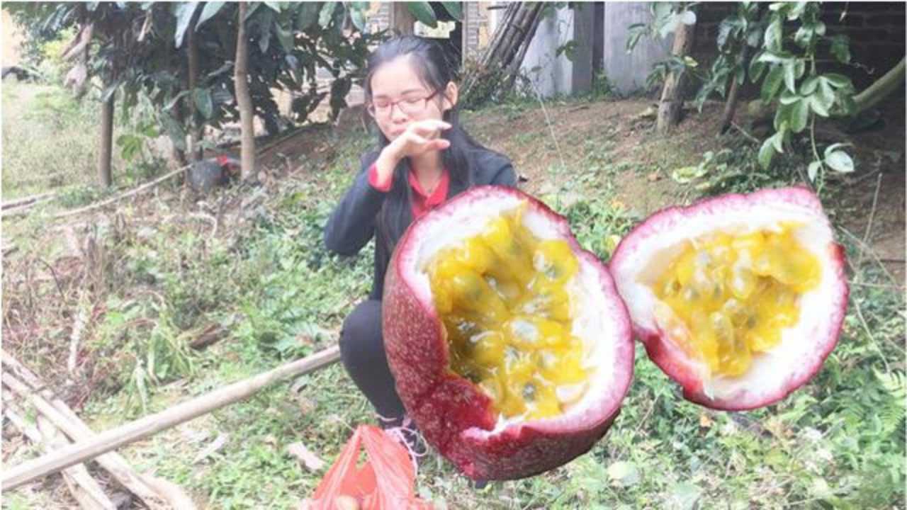 长见识了广西农村女孩采摘百香果发现巨型木薯一棵几十斤