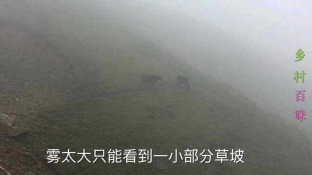 隐蔽于粤东北大山之颠的高山草甸,南方人心中的草原,减压好去处