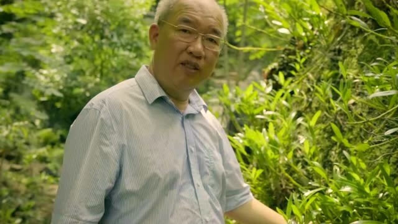 石京山历尽千辛石斛花开