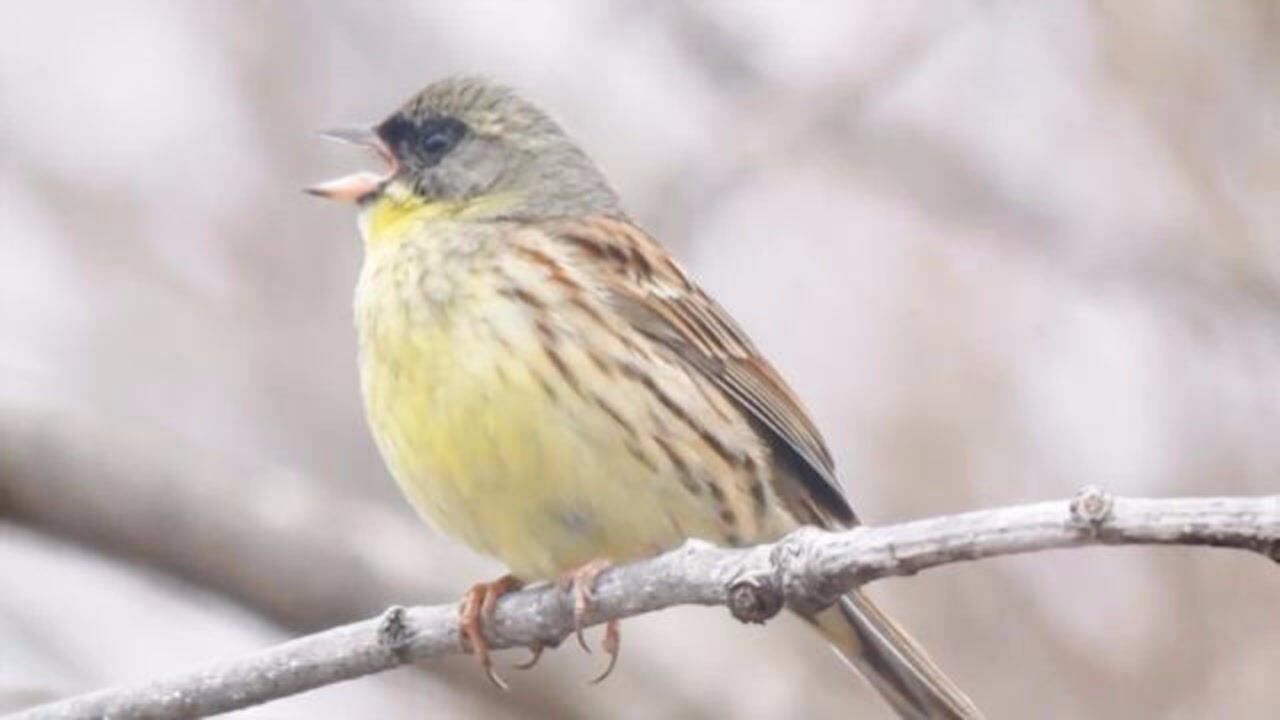 青头雀站在枝头上鸣唱这歌声真好听