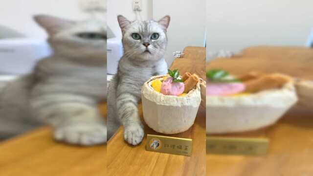 【料理猫王】猫王开椰子水平一流,椰子冰淇淋了解一下