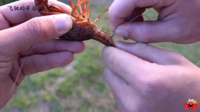 钓鱼:小龙虾活饵测试,没想到鲈鱼非常爱吃!