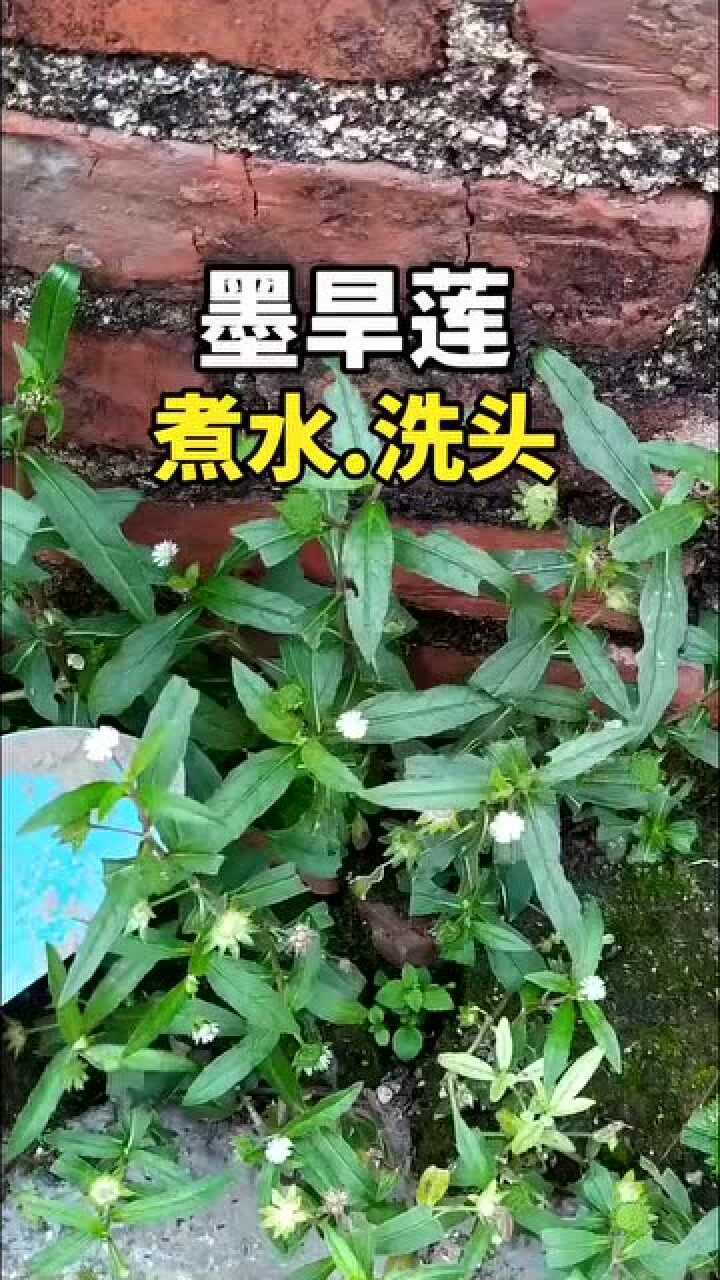 植物墨旱莲,别名旱莲草,黑墨草_腾讯视频