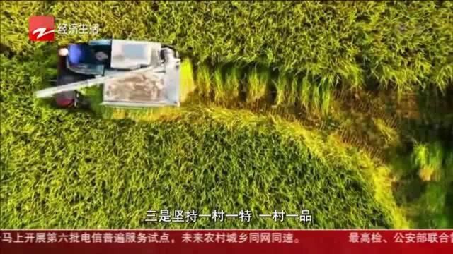 杭州建德钦堂乡:丰收不忘节俭 30幅“惜粮”画作喜迎“稻香节”