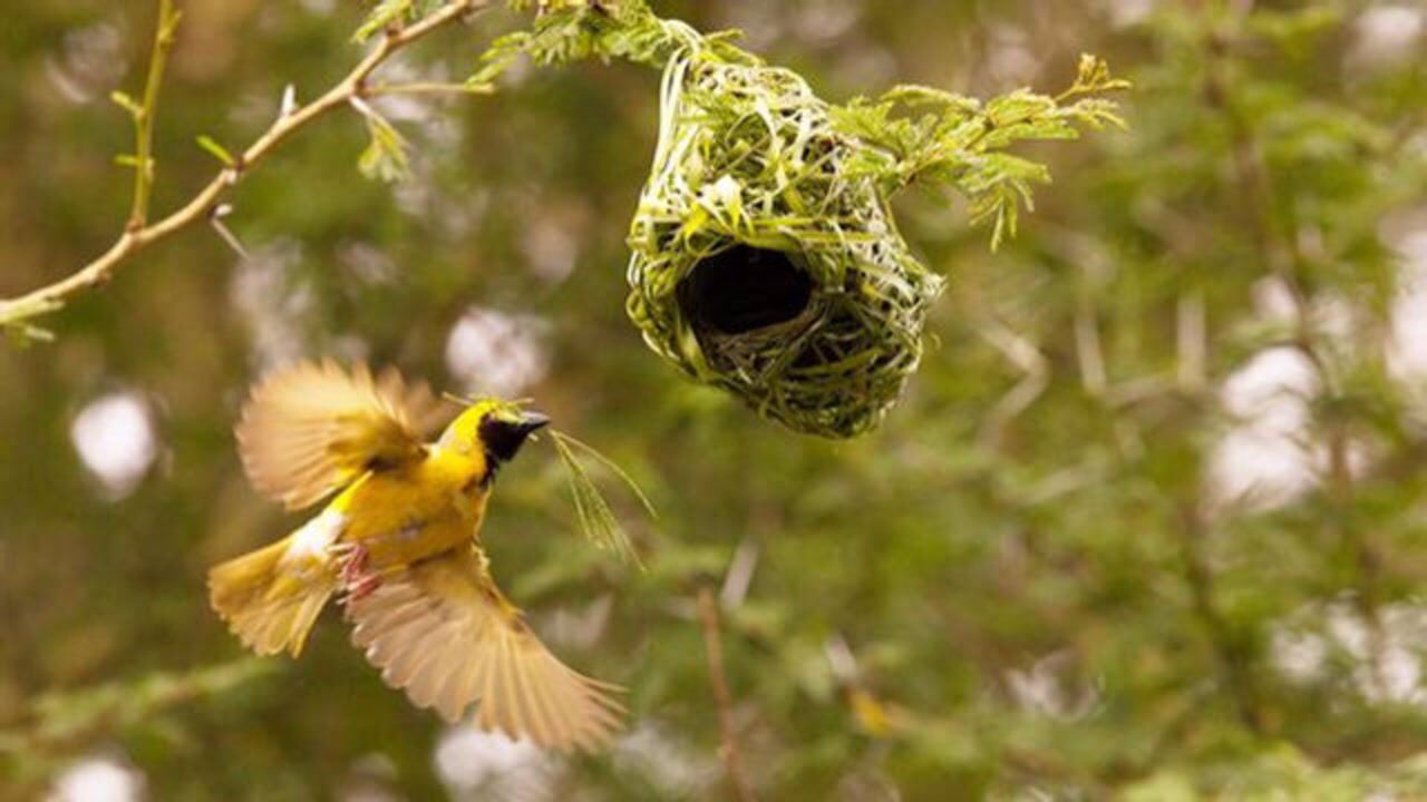 织布鸟会织世界上最复杂的鸟巢来看看它是如何筑巢的