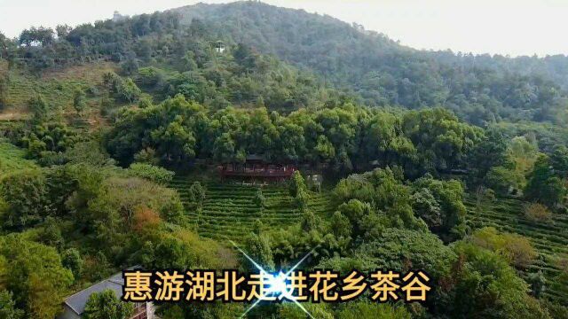 惠游湖北花乡茶谷月亮诗会# 第四届月亮诗会ⷥ“茗节,将于9月27日在武汉花乡茶谷景区举行.