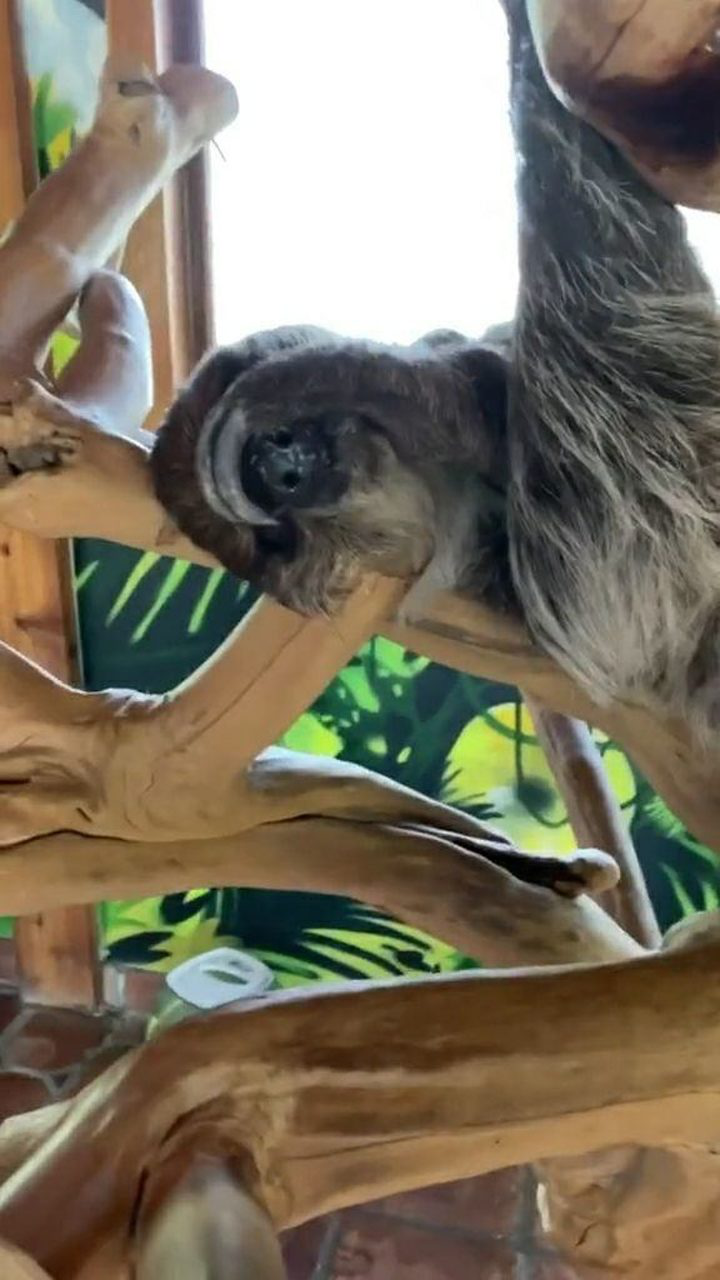 树懒竟然是这样睡觉的,这姿势真是绝了