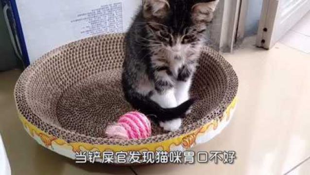 猫咪不喂食可以撑几天