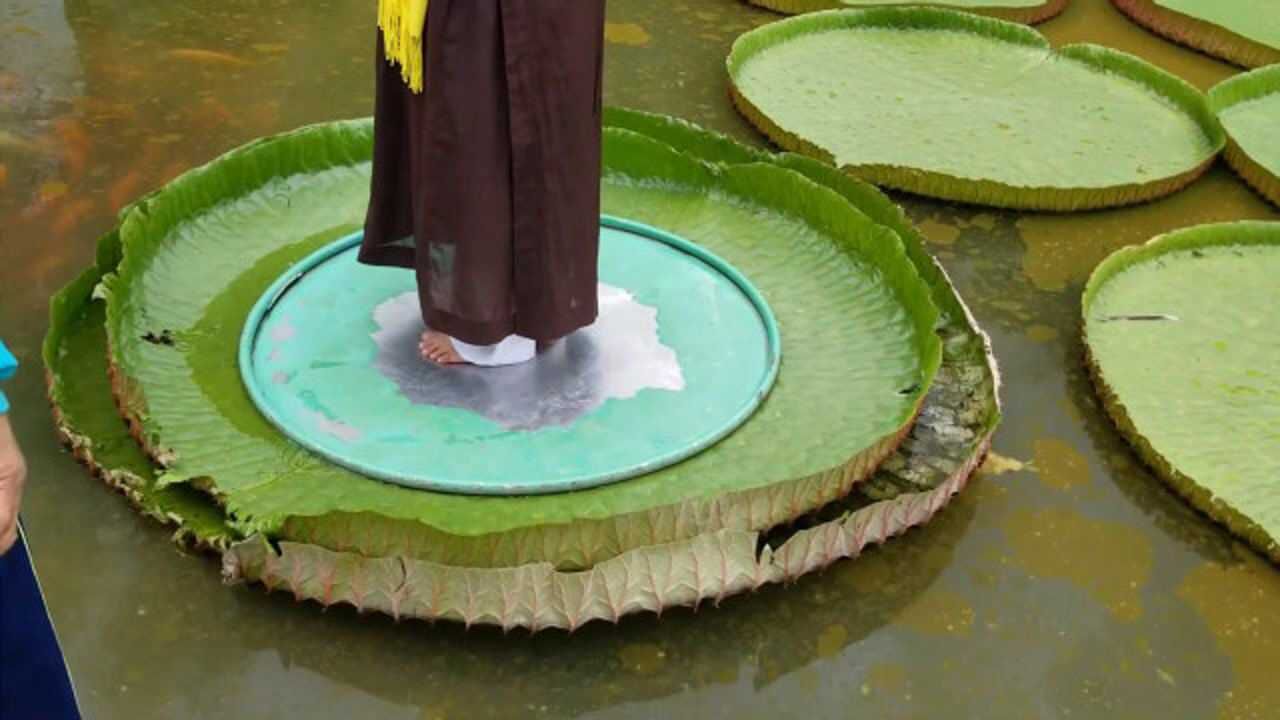 网红巨无霸"王莲",叶子非常的大,成年人站上去都没问题!