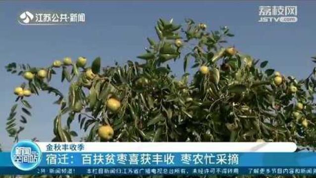 扶贫枣喜获大丰收 枣农采摘忙不停 大片枣树太壮观!