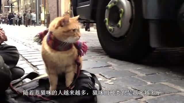 橘猫戴了个狮子头套,当它转过头的那一刻,简直帅爆了