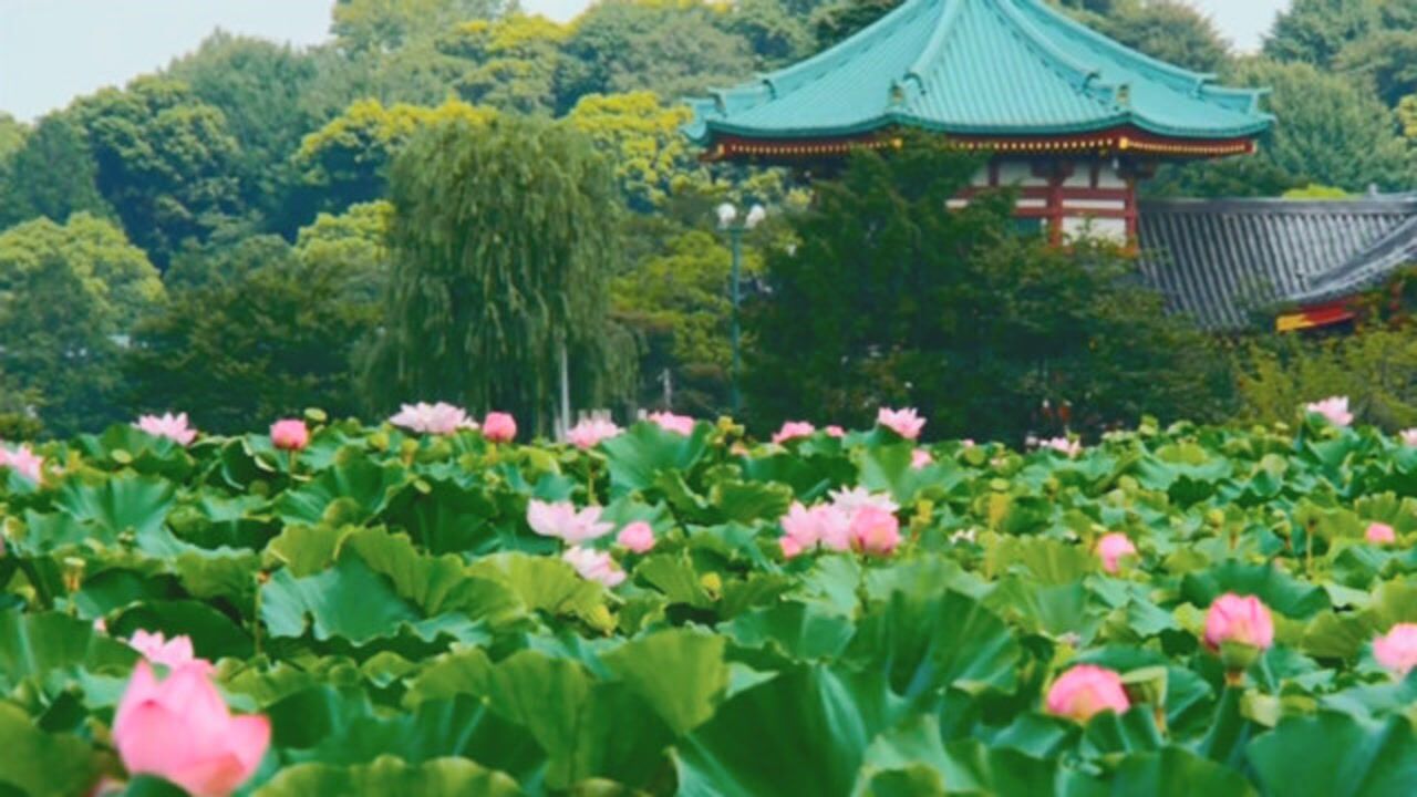 绚丽多彩的荷塘景色实拍视频_高清