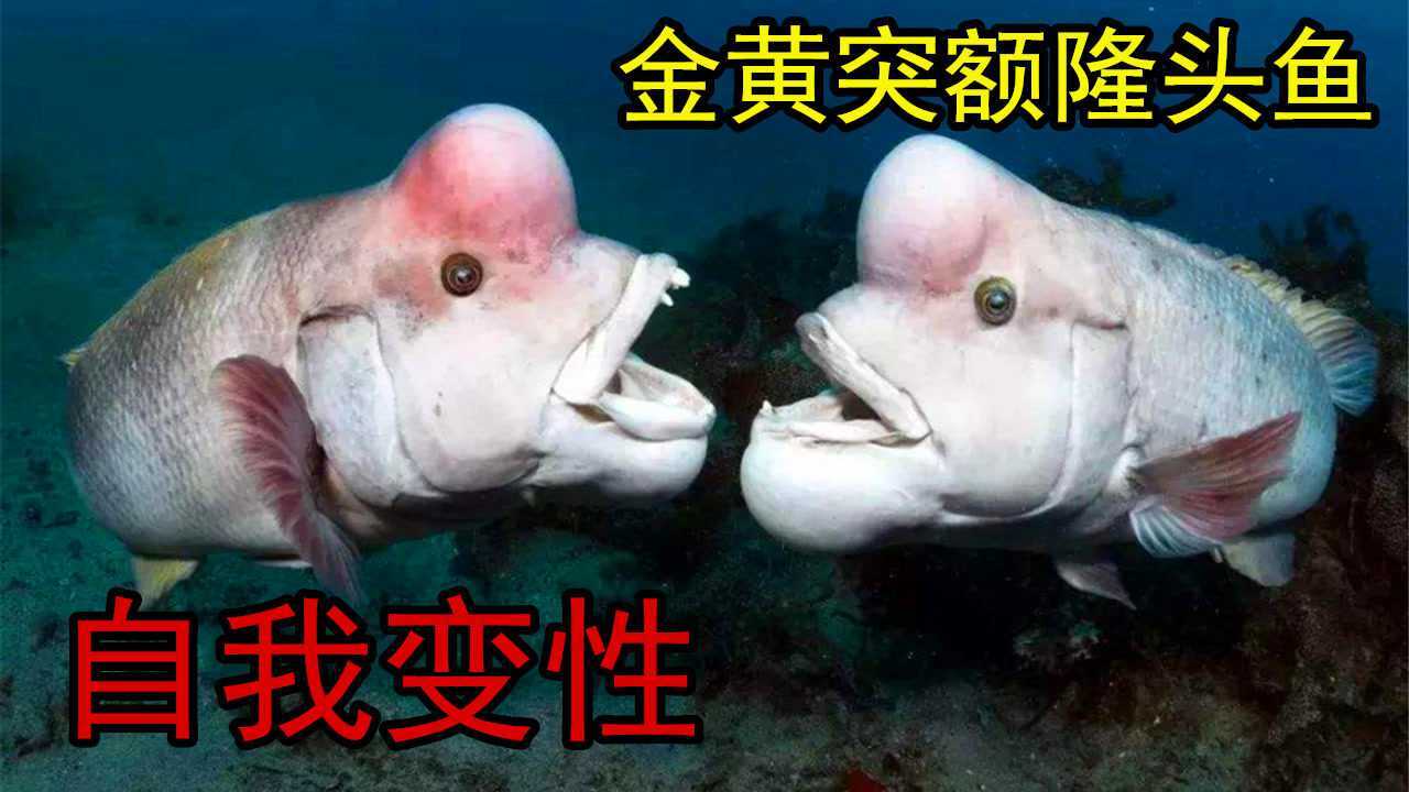 金黄突额隆头鱼:脑袋顶个包,面貌丑陋怪异,却能自我变性