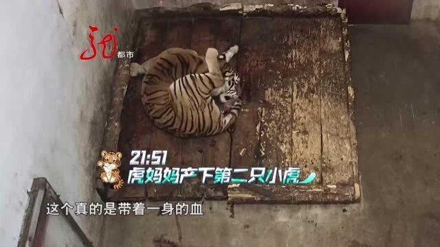 监控全程记录 东北虎妈妈顺利产下小虎崽儿